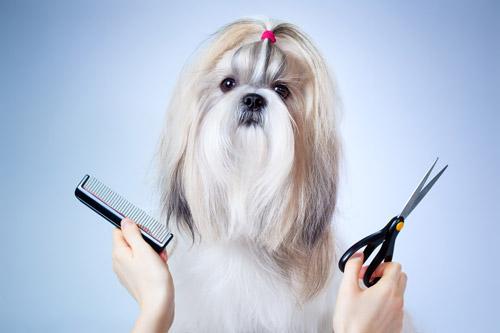 Epilation coupe ciseau animaux près de Bubry