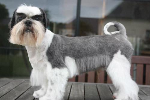 toilettage-race-chien-tonte-plouay