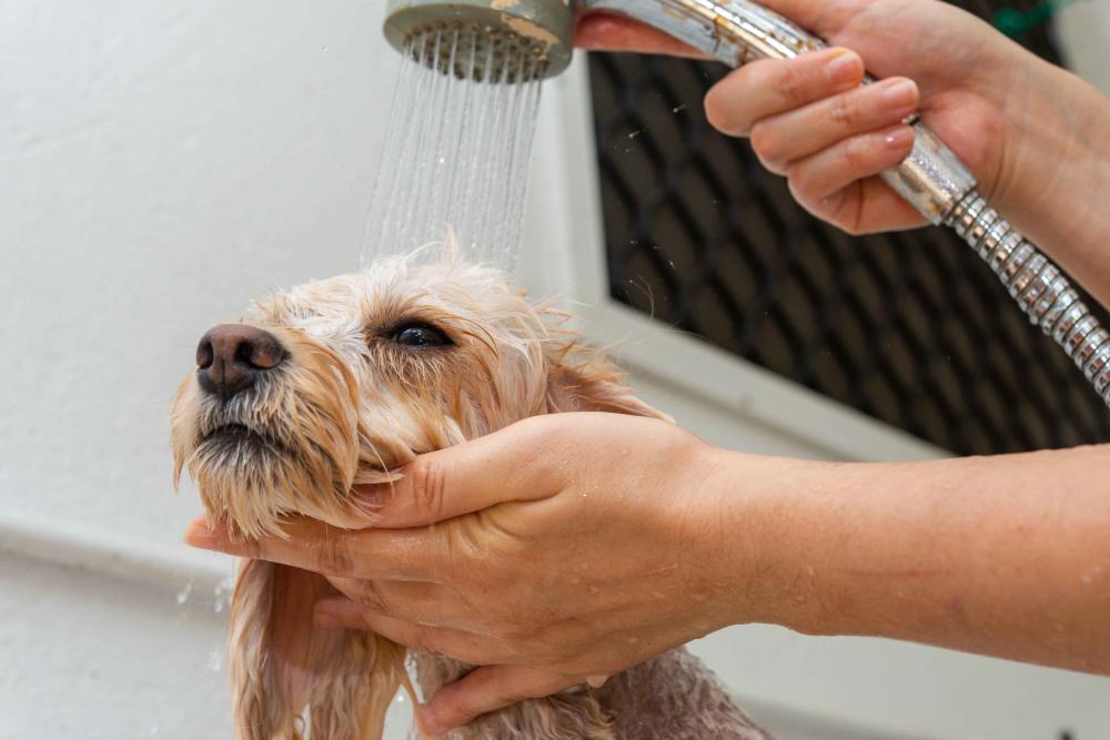 chien-toilettage-reussi-plouay