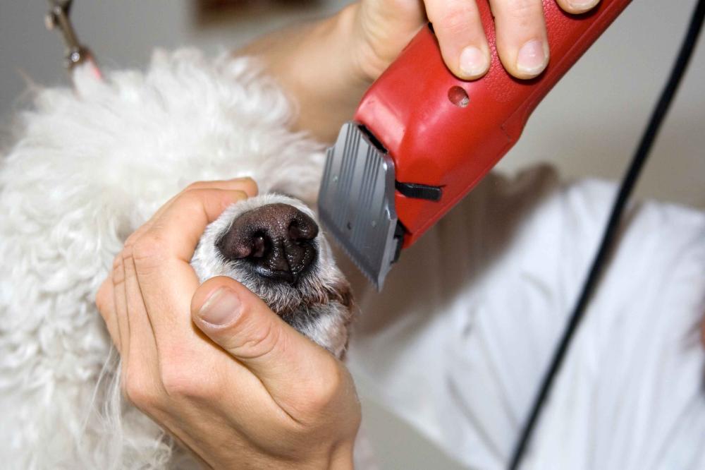 Soin pour animaux près de Bubry