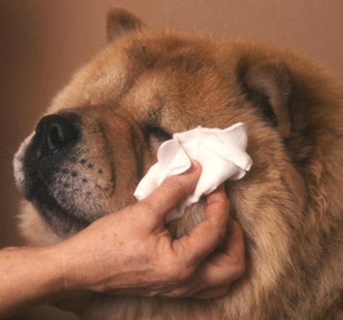 Toilettage grands chiens près de Bubry