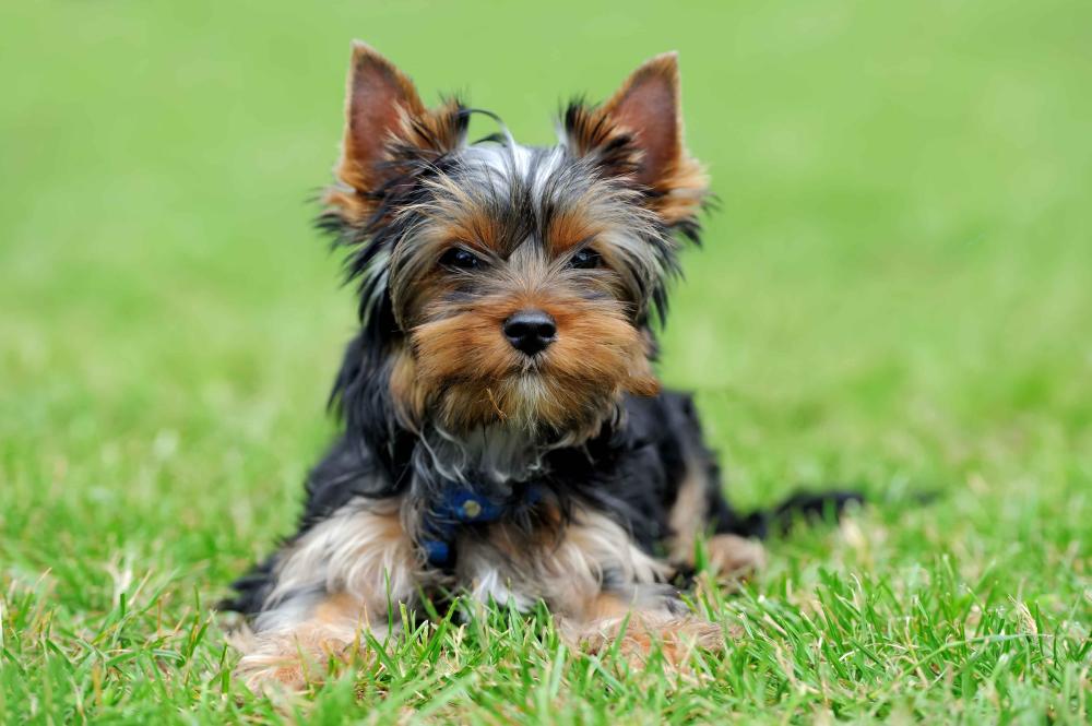 chien-bien-entretenu-plouay