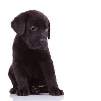 tonte-chien-en-action-plouay
