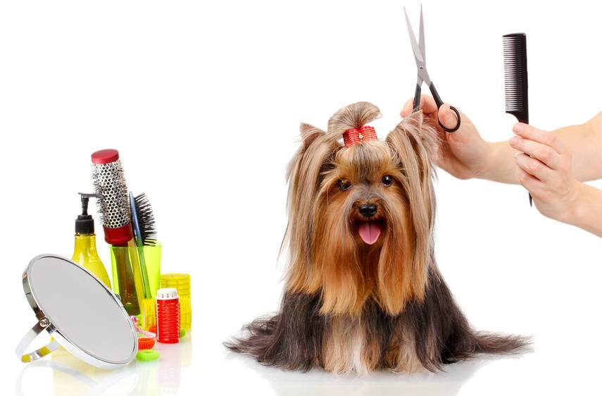 avant-apres-coupe-chien-plouay