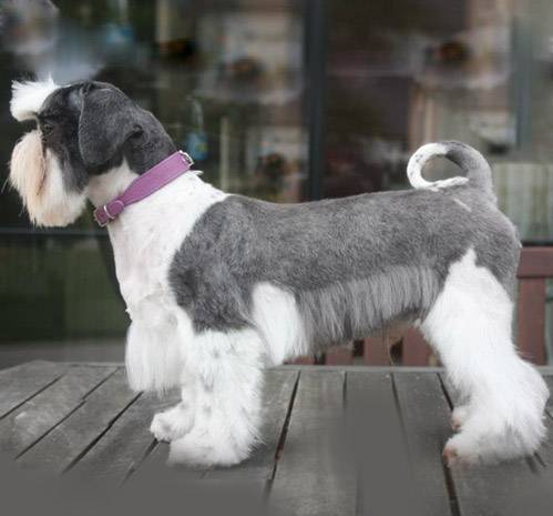 toilettage-ciseaux-chien-plouay